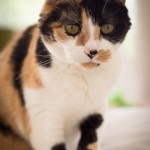 Nabi my calico